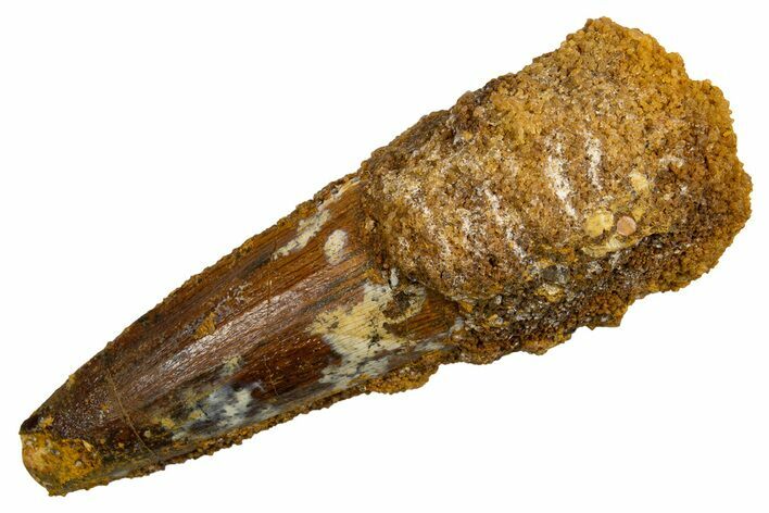 Fossil Spinosaurus Tooth - Real Dinosaur Tooth #326247